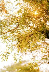 Low angle view of flower tree