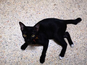 High angle portrait of black cat