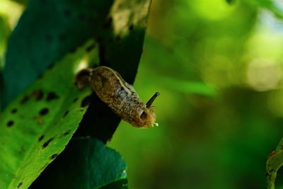 Close-up of slug on leaf