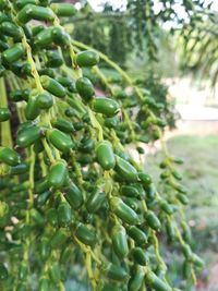 Close-up of berries growing on tree