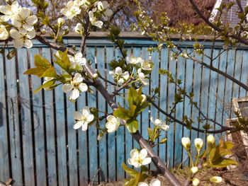 Close-up of white flowers on tree