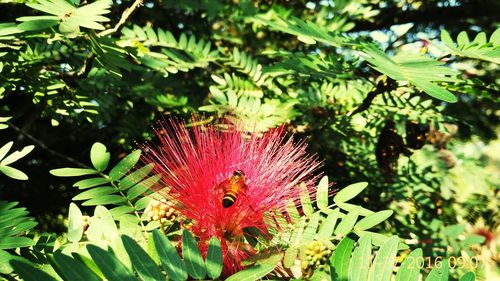 Close-up of caterpillar on plant