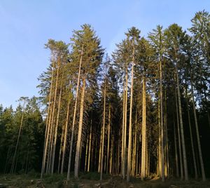 Low angle view of pine and spruce trees in forest