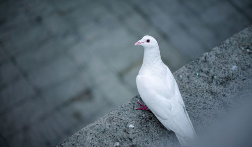 Close-up of seagull perching on rock