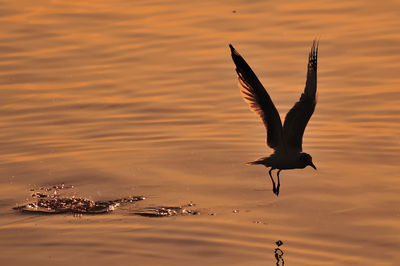 Close-up of bird flying over lake during sunset