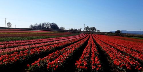 Red flowering plants on field against clear sky