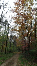 Dirt road amidst trees against sky