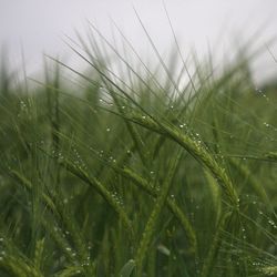 Close-up of wet grass