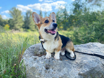 Dog looking away on field