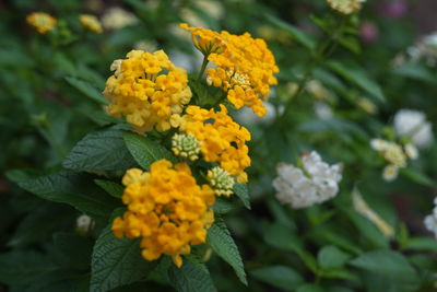 Close-up of yellow flowering plant
