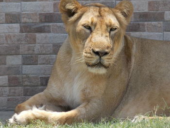 Portrait of lion lying on grass
