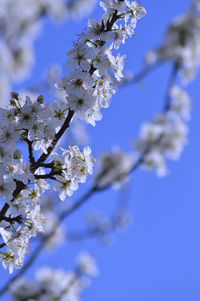 Close-up of cherry blossom against blue sky