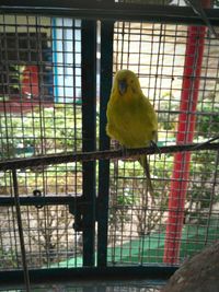 Bird perching in cage