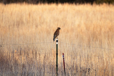 Bird perching on grass