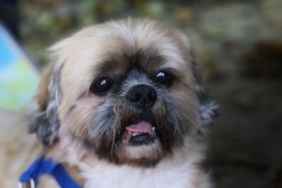 Close-up portrait of dog