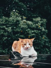 Portrait of a cat