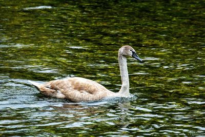 Side view of a duck in lake