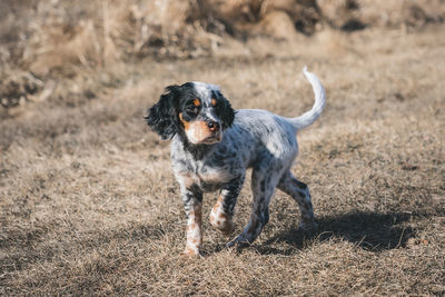 Dog standing in field