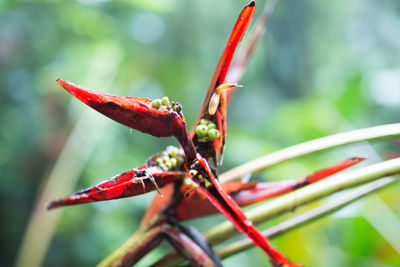 Close-up of insect on plant