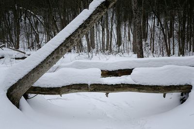 Snow covered trees on field