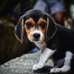 Close-up portrait of puppy