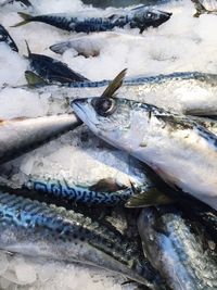 Close-up of fish for sale in market