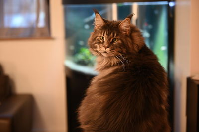 Maine coon