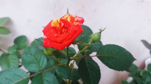 Close-up of rose plant