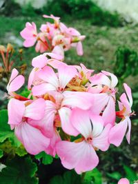 Close-up of pink flowers