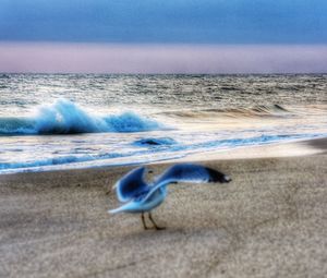 Bird on beach