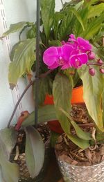 Close-up of potted plants