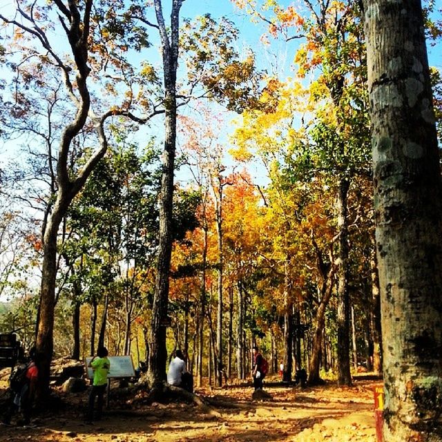 tree, tree trunk, men, leisure activity, lifestyles, growth, person, nature, park - man made space, branch, walking, autumn, beauty in nature, transportation, treelined, tranquility, change, outdoors, incidental people