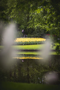 Scenic view of yellow flowering plants and trees