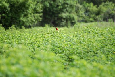 View of bird on field