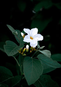 Close-up of white flowering plant leaves