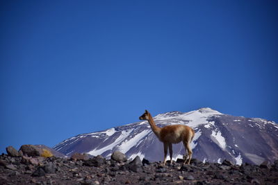 Horse on snow covered mountain against clear blue sky