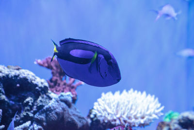 Close-up of fish swimming in aquarium