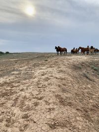 Horses on a field