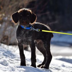 Close-up of a dog on snow covered field