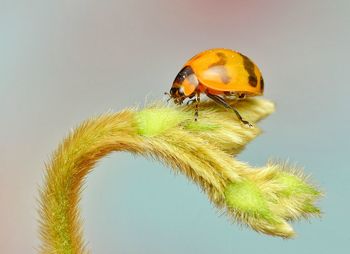 Close -up lady bug on plant