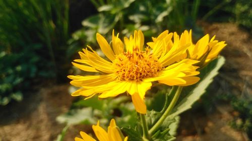 Close-up of yellow flower blooming outdoors