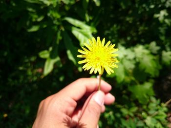 Close-up of hand holding dandelion