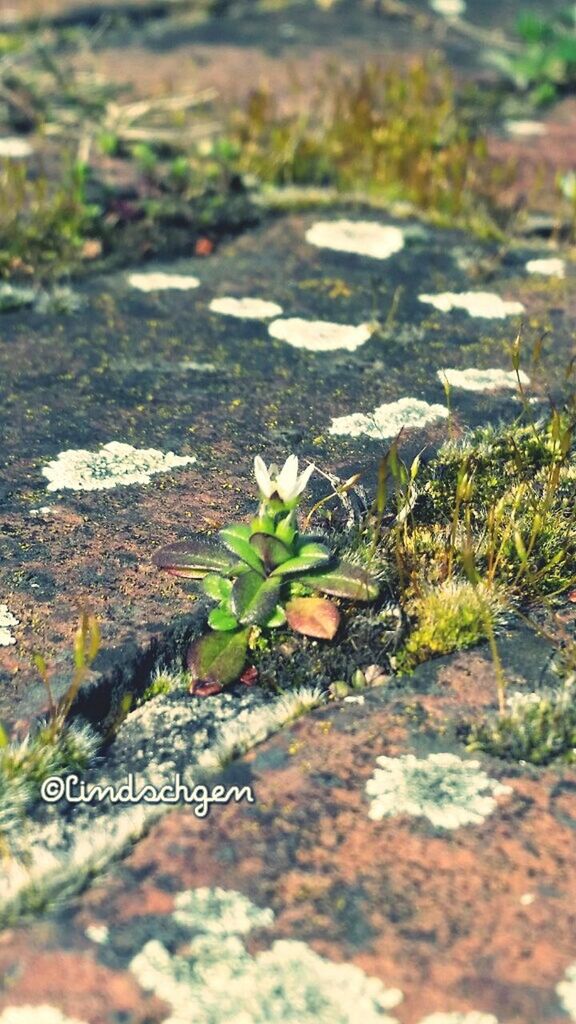 growth, plant, nature, rock - object, selective focus, green color, high angle view, beauty in nature, moss, tranquility, field, day, focus on foreground, leaf, outdoors, close-up, growing, stone - object, flower, no people