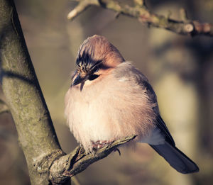 Close-up of bird perching on branch