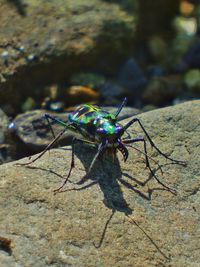 Close-up of insect