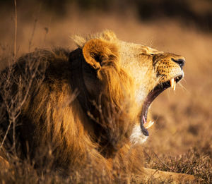 Close-up of a cat lying on land