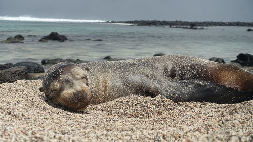 Close-up of sea lion on shore at beach