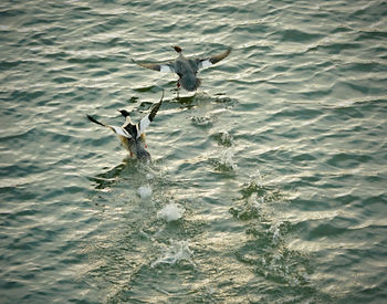 Birds in water