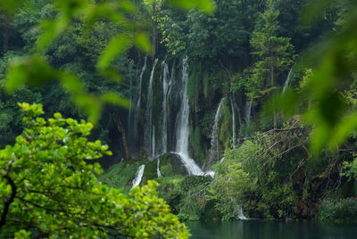 Scenic view of waterfall in forest