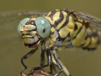 Close-up of insect